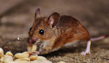 24 Hour & Emergency Exterminators in Cumberland, ME